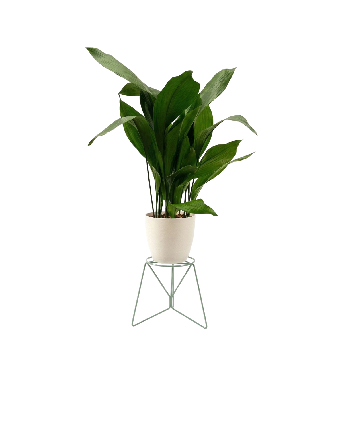 pistacjowy