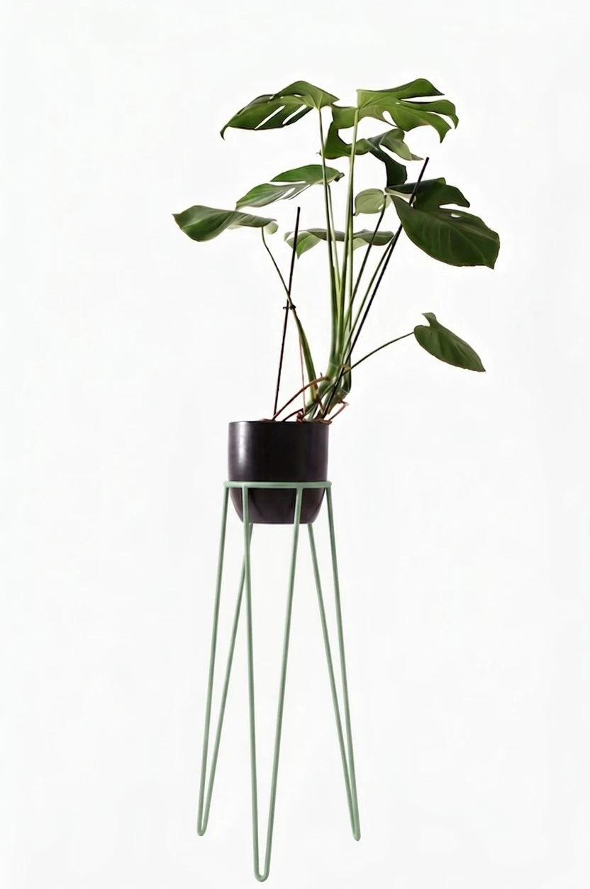 pistacjowy