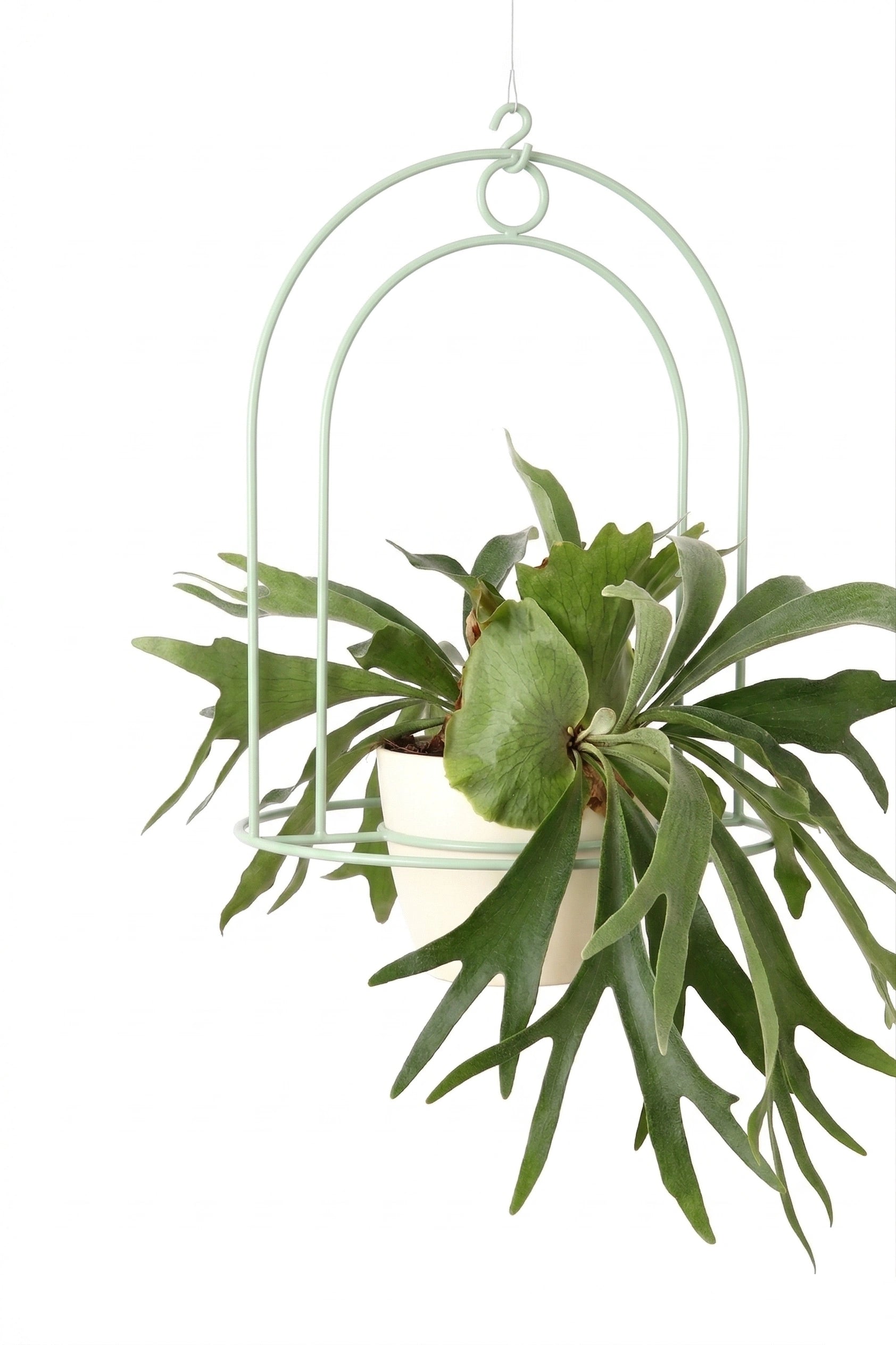 pistacjowy