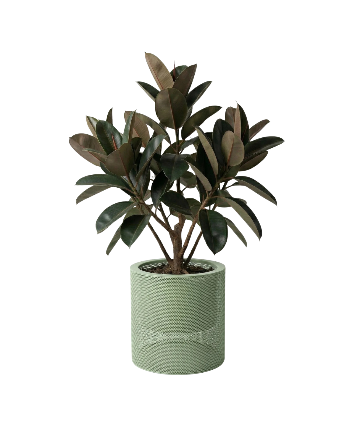pistacjowy