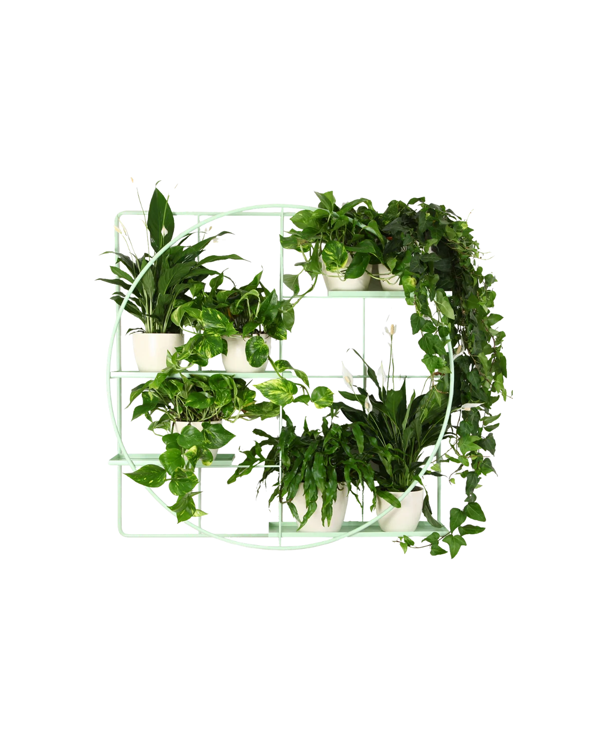 pistacjowy