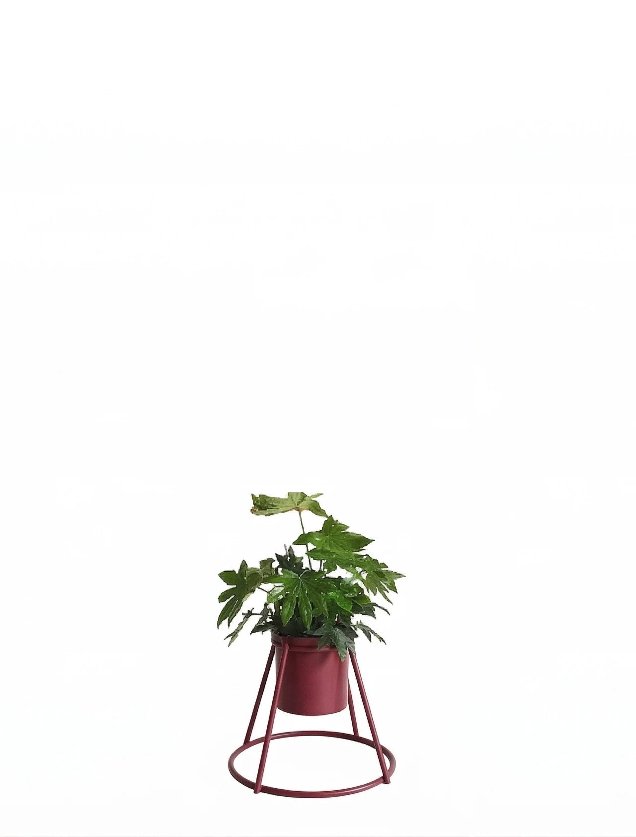 burgundowy
