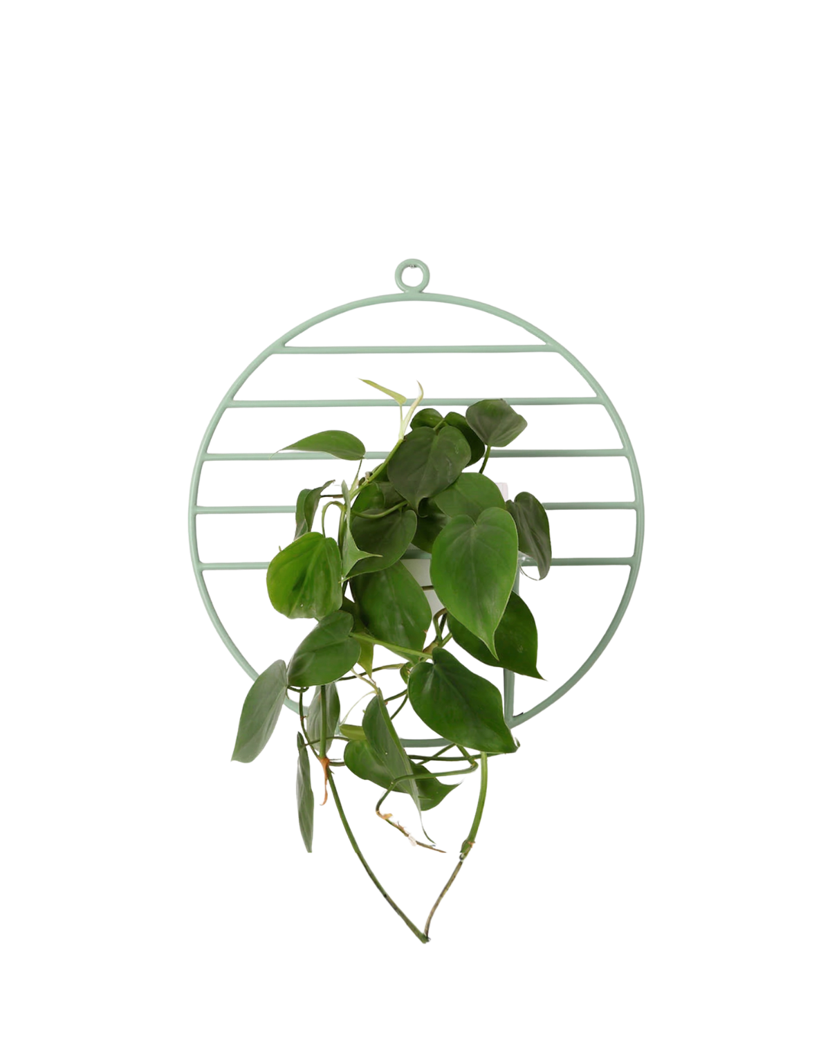 pistacjowy