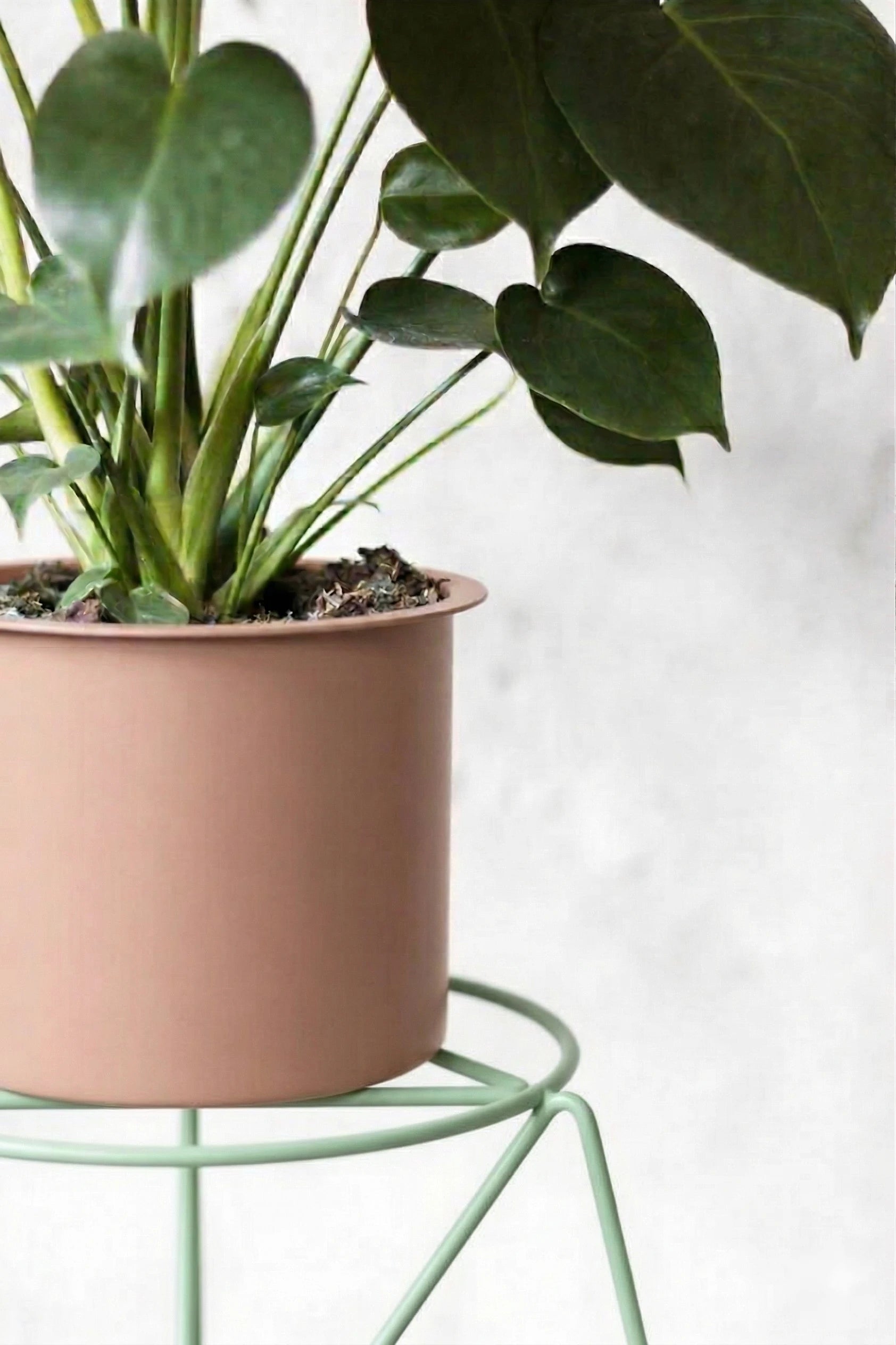 pistacjowy