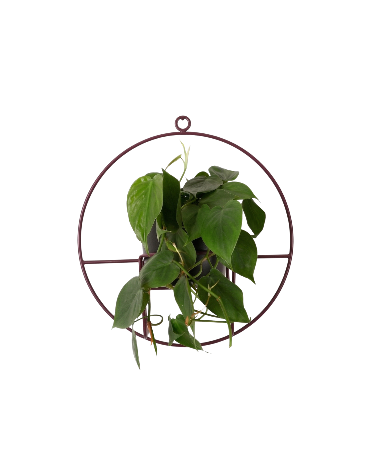 burgundowy