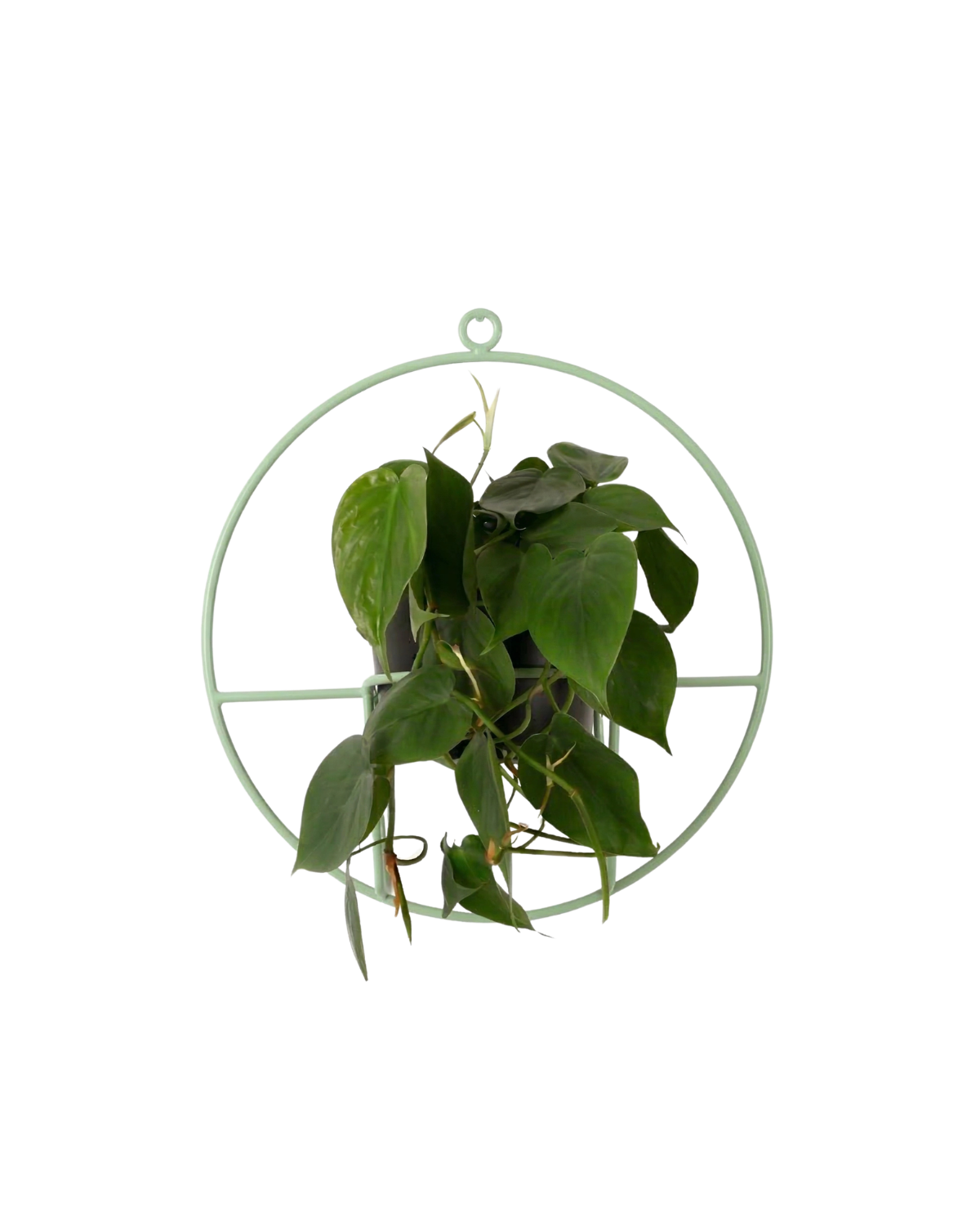pistacjowy