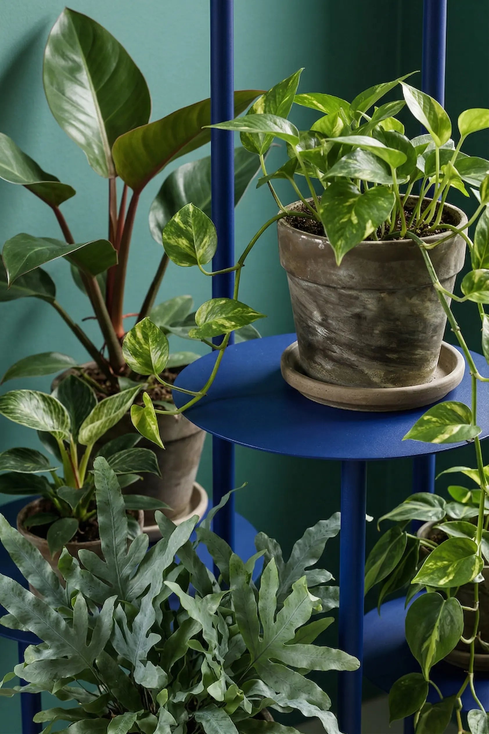 kobaltowy