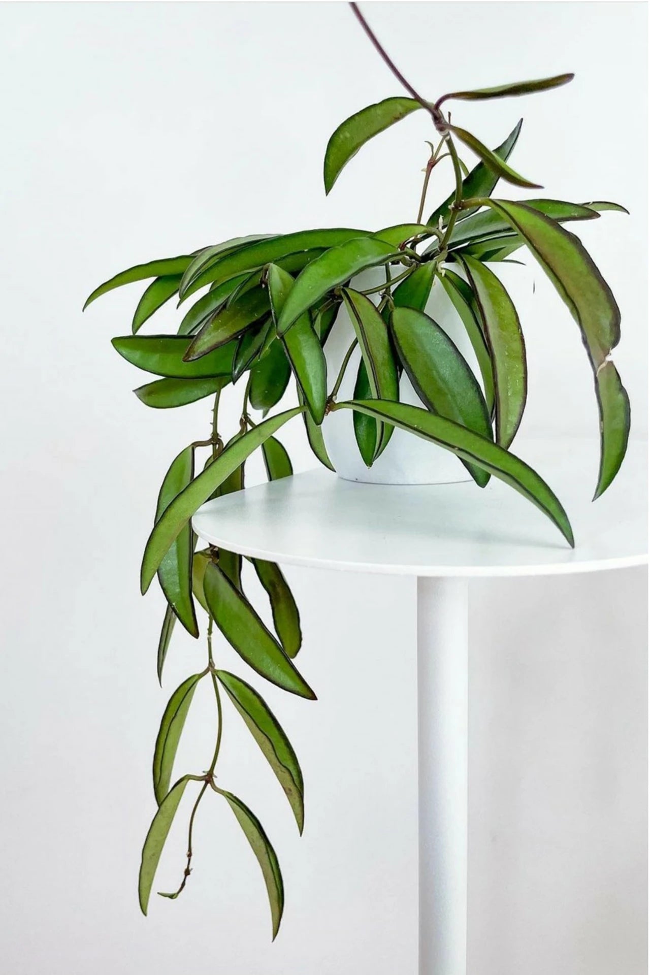 biały