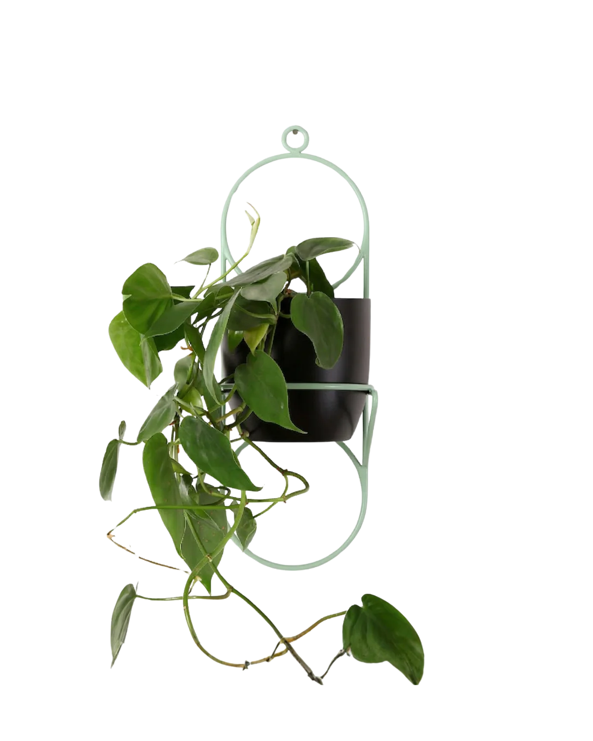 pistacjowy