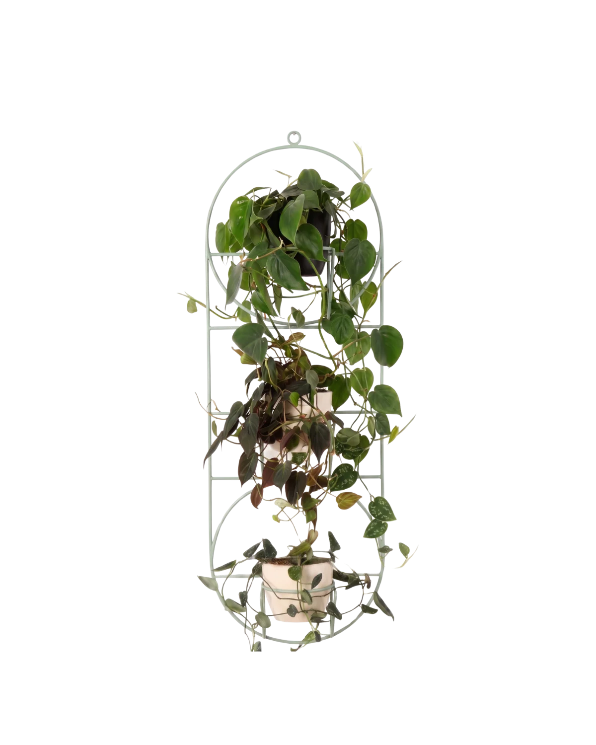 pistacjowy