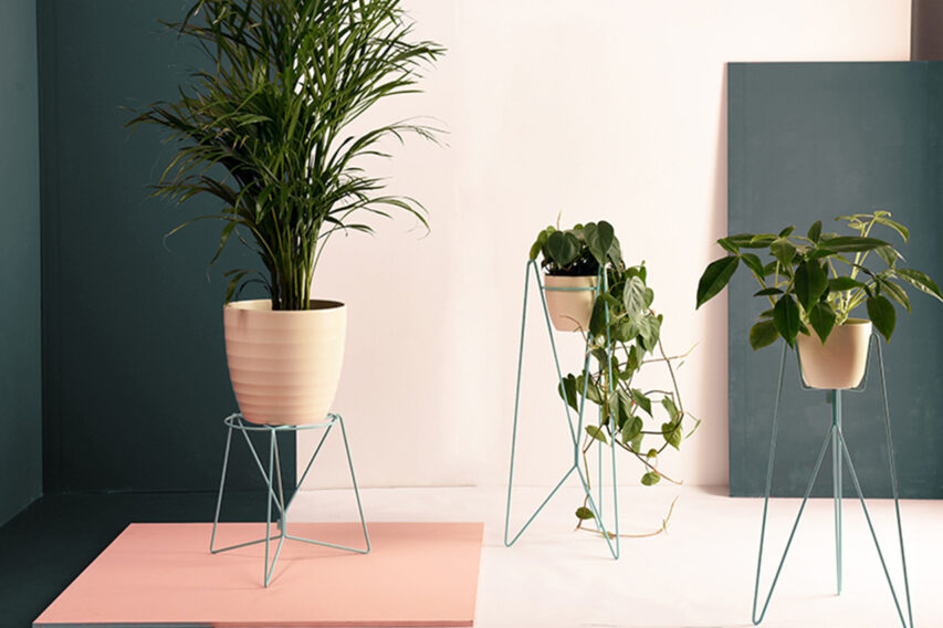 Bujnie kwietniki Bona Bati i Flo