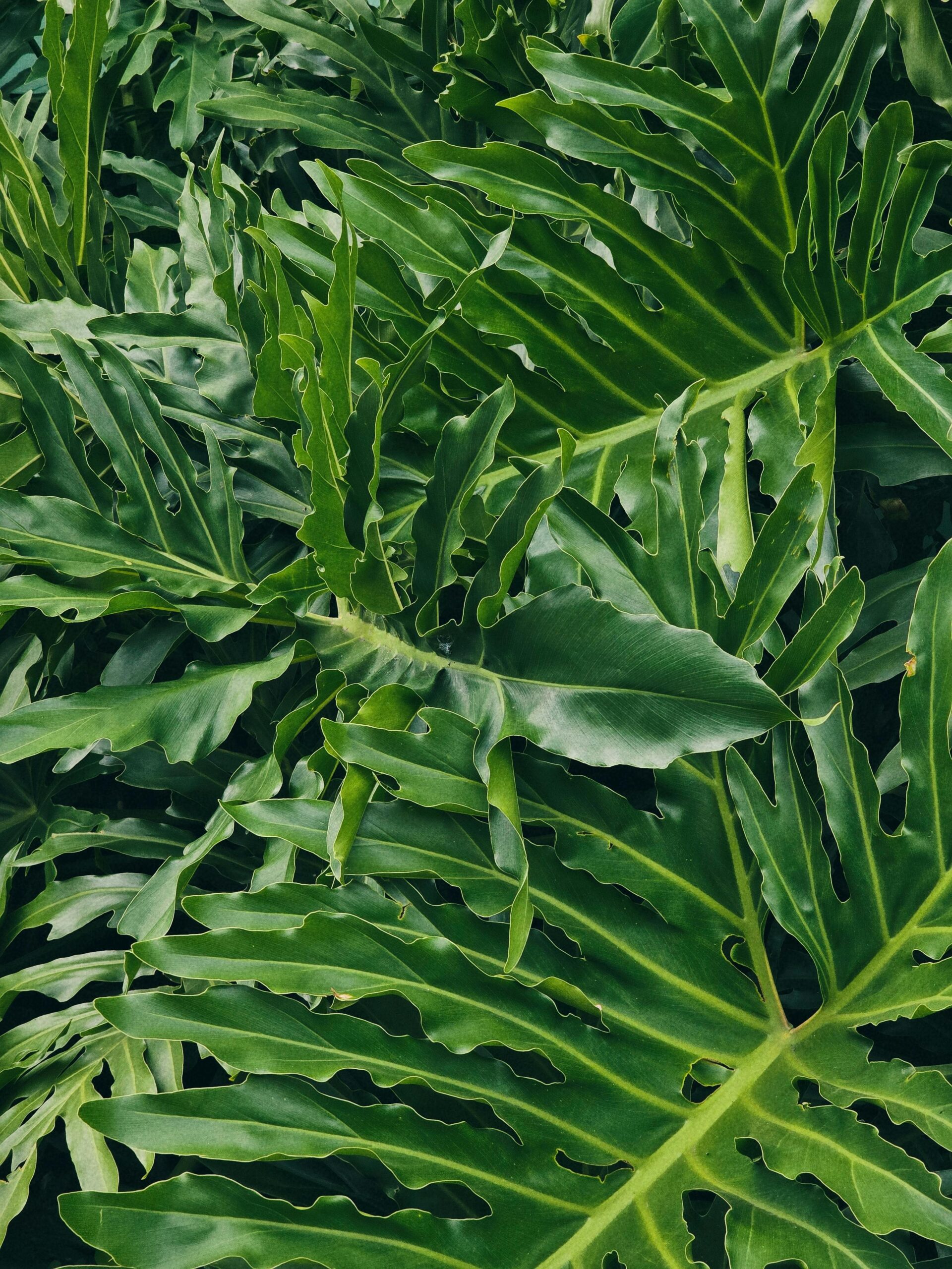 Greenery as a sculpture - Philodendron bipinnatifidum
