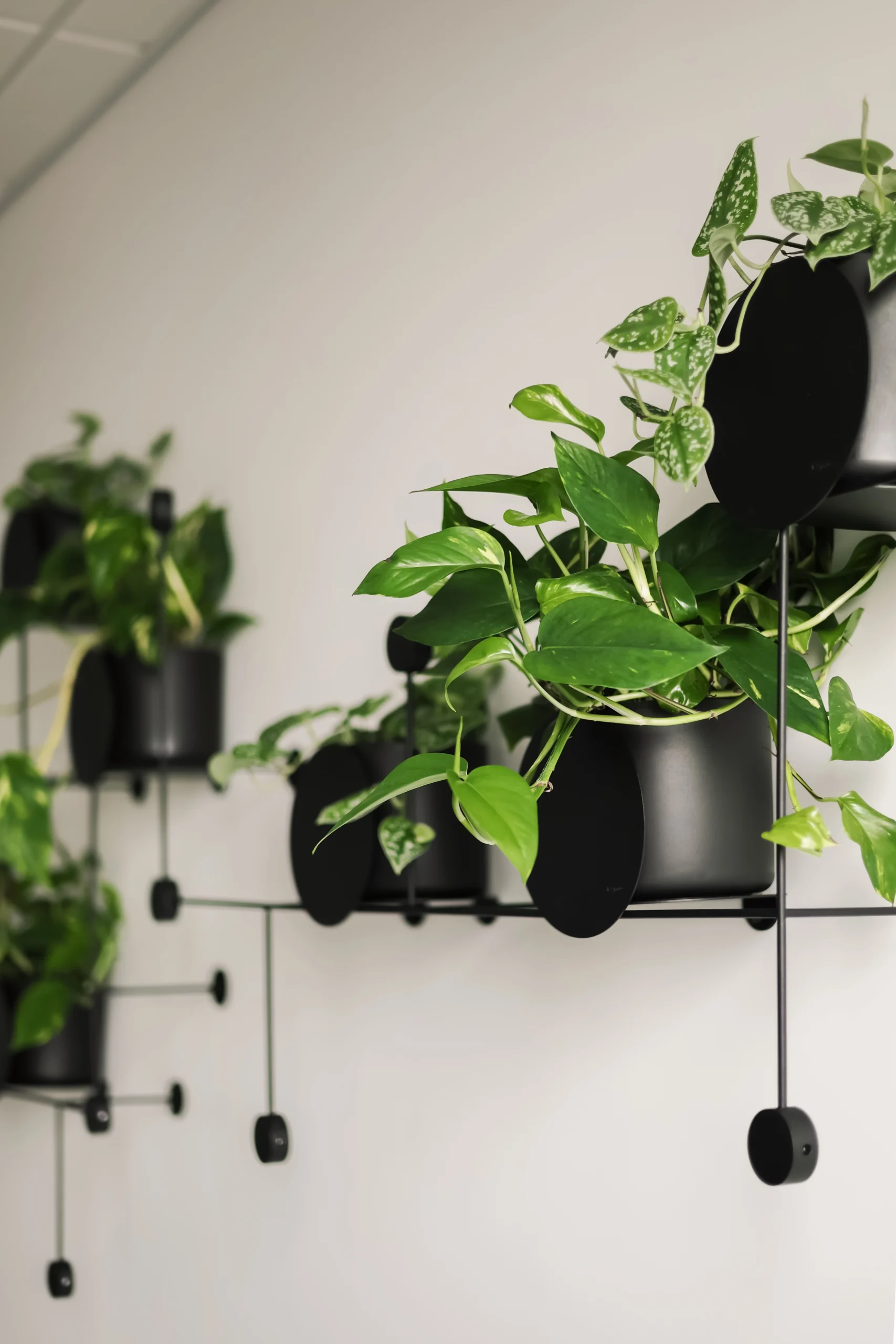 Minimalistyczny kwietnik ścienny SU od Bujnie
