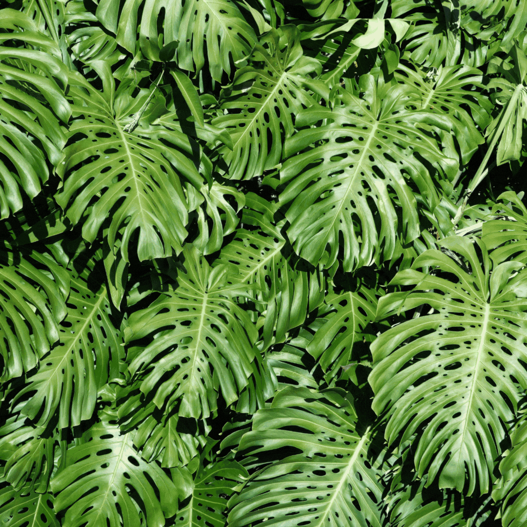 Greenery as a sculpture